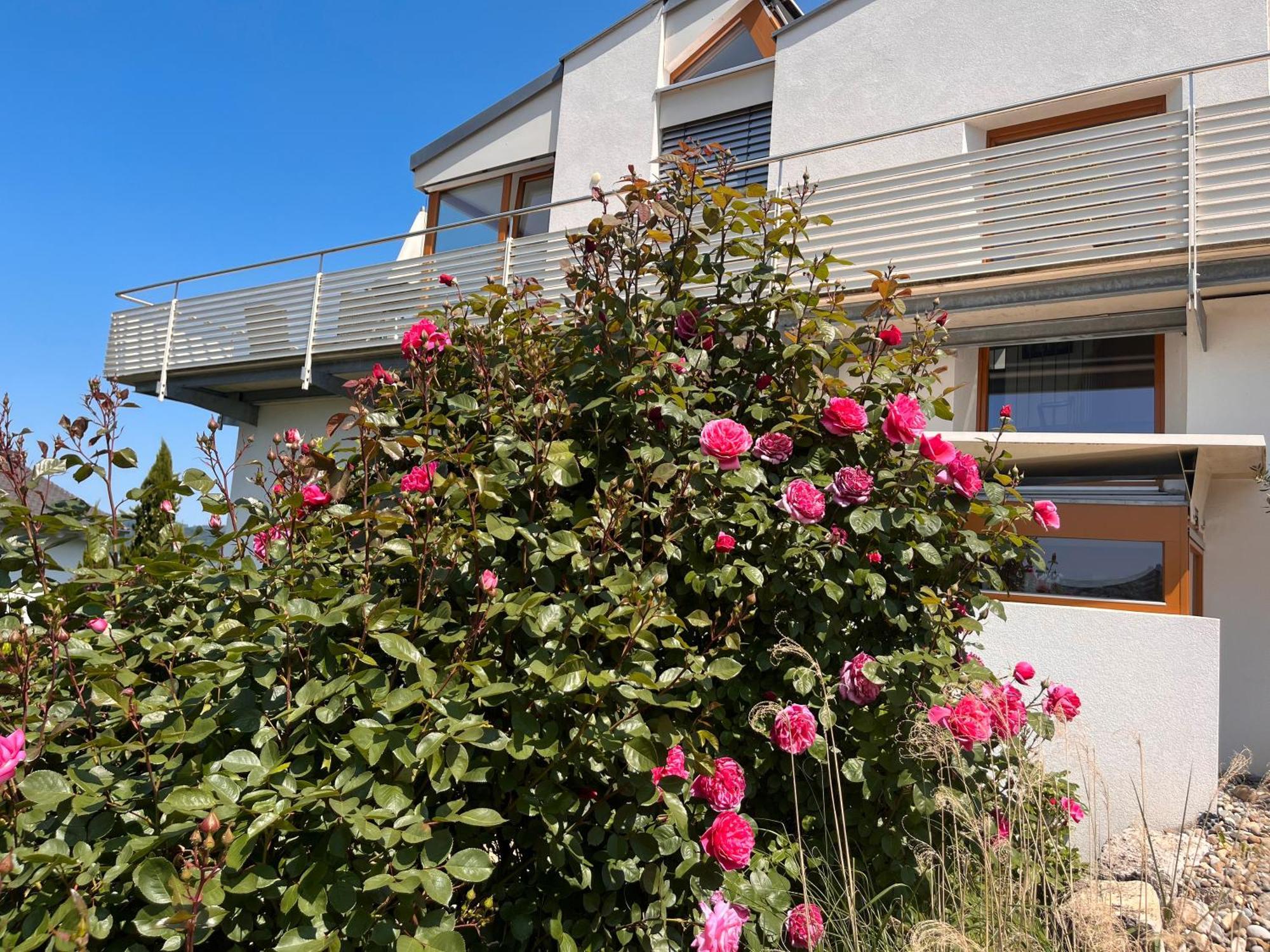 Ferienwohnungen Im Rosengarten Bodman-Ludwigshafen Exterior foto